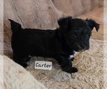 Puppy Carter Yorkshire Terrier