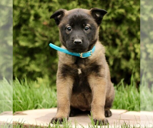 Medium Photo #4 Belgian Malinois Puppy For Sale in RONKS, PA, USA