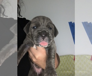 Cane Corso Puppy for sale in MIAMI, FL, USA