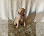 Puppy 1 Doberman Pinscher
