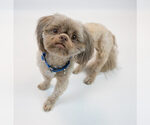 Small #2 Shih Tzu
