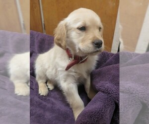 Golden Retriever Puppy for sale in EAST SPARTA, OH, USA