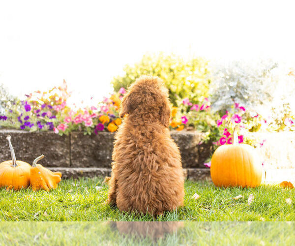 Medium Photo #6 Goldendoodle Puppy For Sale in NAPPANEE, IN, USA