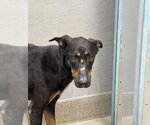 Small Doberman Pinscher Mix