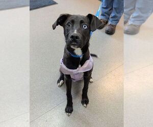 Labsky Dogs for adoption in La Porte, IN, USA