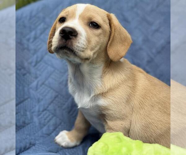 Medium Photo #3 Colonial Cocker Spaniel-Unknown Mix Puppy For Sale in San Diego, CA, USA