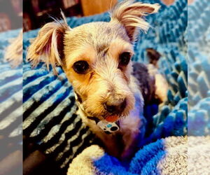 Mutt Dogs for adoption in Fort Wayne, IN, USA