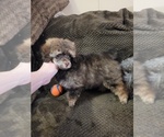 Small Photo #1 Poodle (Toy) Puppy For Sale in MORRISON, CO, USA