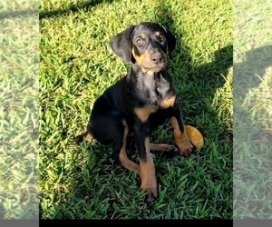 Doberman Pinscher Puppy for sale in MIAMI, FL, USA