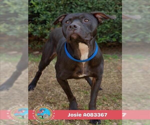 Medium Photo #2 Mutt Puppy For Sale in Mobile, AL, USA