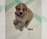Small Photo #20 Australian Retriever Puppy For Sale in NEWCOMERSTOWN, OH, USA