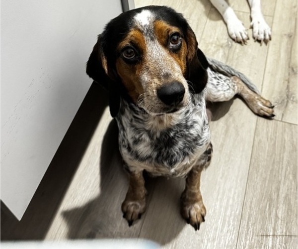 Medium Photo #1 Beagle Puppy For Sale in FORT LAUDERDALE, FL, USA