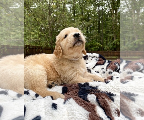 Medium Photo #8 Golden Retriever Puppy For Sale in BUTNER, NC, USA