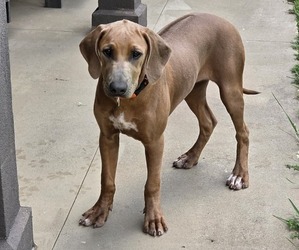 Rhodesian Ridgeback Puppy for sale in BUMPASS, VA, USA
