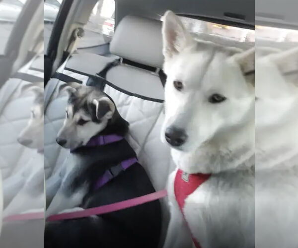 Medium Photo #7 Siberian Husky Puppy For Sale in Cedar Crest, NM, USA