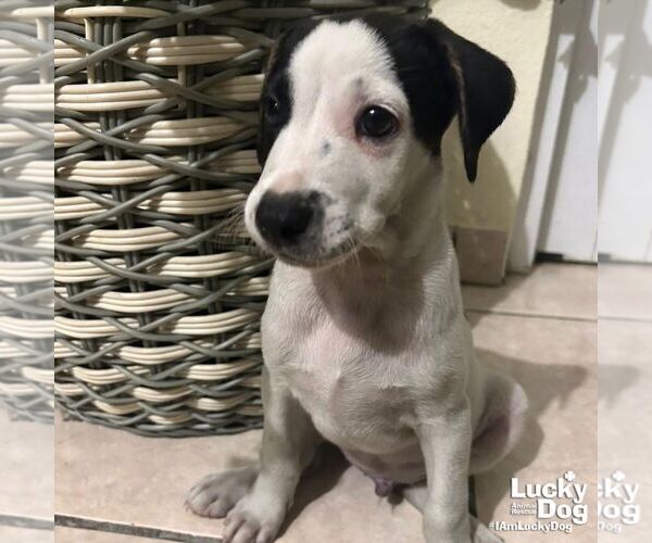Medium Photo #2 Labrador Retriever-Unknown Mix Puppy For Sale in Washington, DC, USA