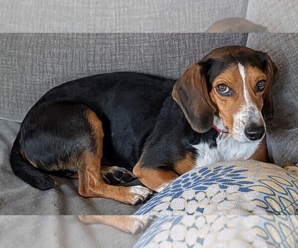 Medium Photo #23 Beagle Puppy For Sale in Dunnellon, FL, USA