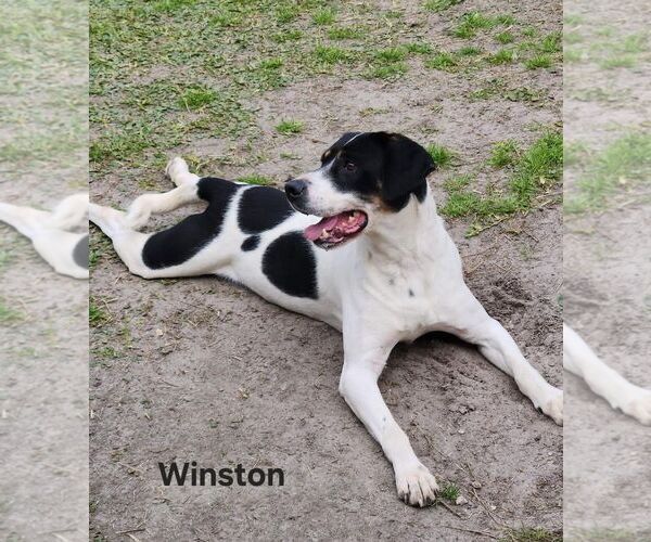 Medium Photo #7 Beagle Puppy For Sale in Tampa, FL, USA