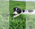 Puppy Hannah Dachshund