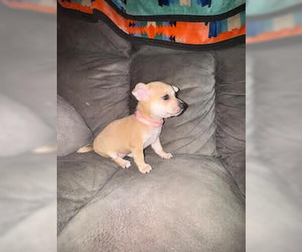 Medium Photo #5 Chihuahua-Unknown Mix Puppy For Sale in Brooklyn Center, MN, USA