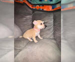 Small #4 Chihuahua Mix