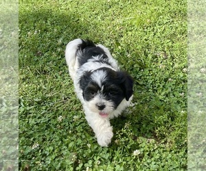 Zuchon Puppy for sale in MOUNT PLEASANT, MI, USA