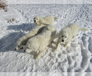 Great Pyrenees Puppy for sale in PLAINFIELD, WI, USA