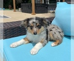 Small Photo #5 Australian Shepherd Puppy For Sale in FRANKLIN, IN, USA