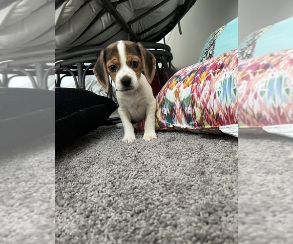 Medium Photo #1 Beagle Puppy For Sale in PARAGON, IN, USA