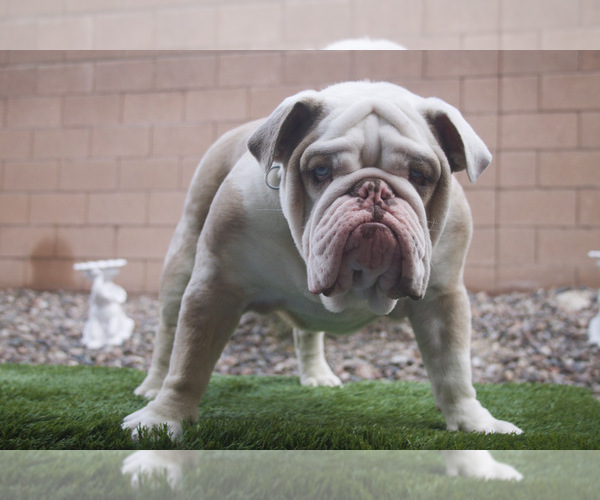 View Ad English Bulldog Puppy for Sale near Nevada, LAS