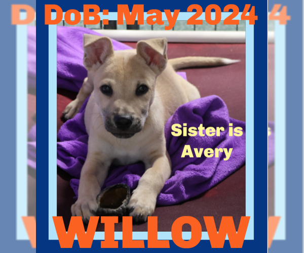Medium Photo #16 Huskies -Labrador Retriever Mix Puppy For Sale in Sebec, ME, USA