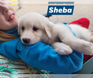 Great Pyrenees Dogs for adoption in Marine City, MI, USA