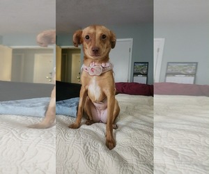 Chihuahua-Unknown Mix Dogs for adoption in Holly Springs, NC, USA