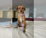 Small Chihuahua Mix