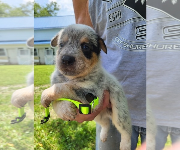 Medium Photo #6 Australian Cattle Dog Puppy For Sale in FERRUM, VA, USA