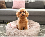 Small #2 Cavapoo (Miniature)