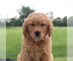 Small #4 Golden Retriever