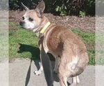 Small #7 Chihuahua