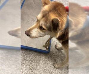 Siberian Husky Dogs for adoption in Houston, TX, USA