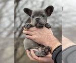 Small Photo #8 French Bulldog Puppy For Sale in GRESHAM, OR, USA