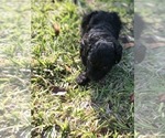 Small Photo #1 -YorkiePoo Mix Puppy For Sale in FORT MYERS, FL, USA
