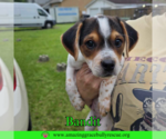 Small #4 Mutt