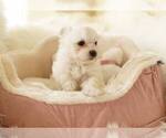 Small Photo #4 Maltese Puppy For Sale in FULLERTON, CA, USA