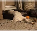 Small Photo #18 Great Pyrenees Puppy For Sale in Garland, TX, USA
