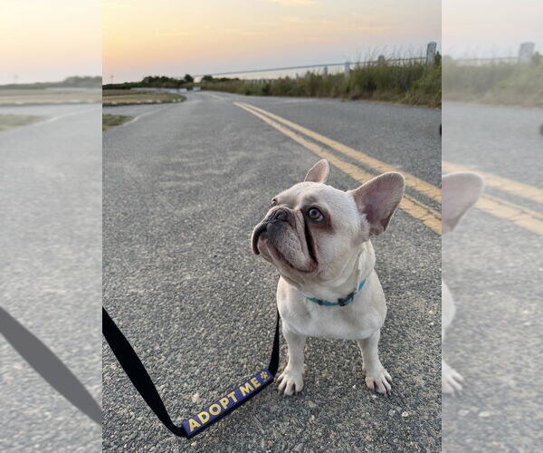 Medium Photo #6 French Bulldog Puppy For Sale in Oak Bluffs, MA, USA