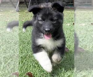 Malinois-Siberian Husky Mix Puppy for sale in FINKSBURG, MD, USA