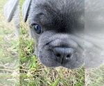 Small #7 French Bulldog