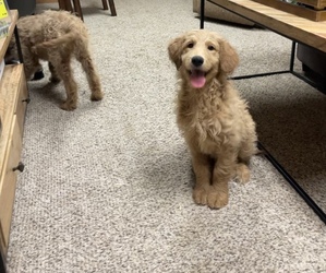 Goldendoodle Puppy for Sale in OSCEOLA, Indiana USA