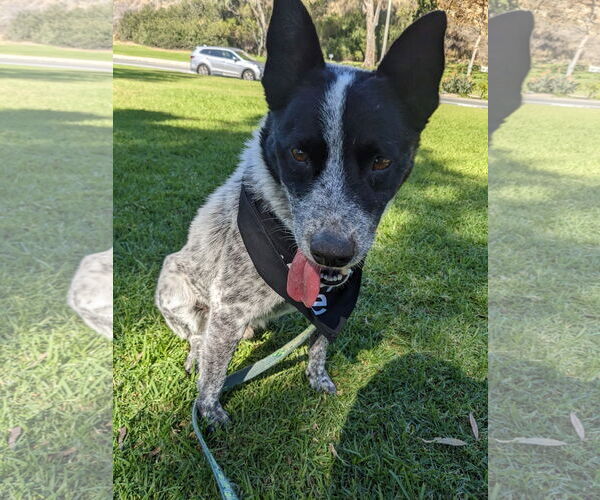 Medium Photo #1 Mutt Puppy For Sale in Menifee, CA, USA