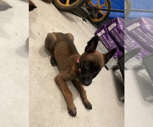 Belgian Malinois Puppy for sale in BILLINGS, MO, USA